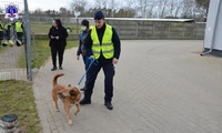 Umundurowani funkcjonariusze spacerujący z psami